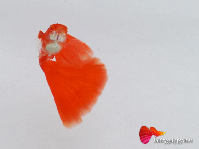 albino-full-red-guppy-fish-2