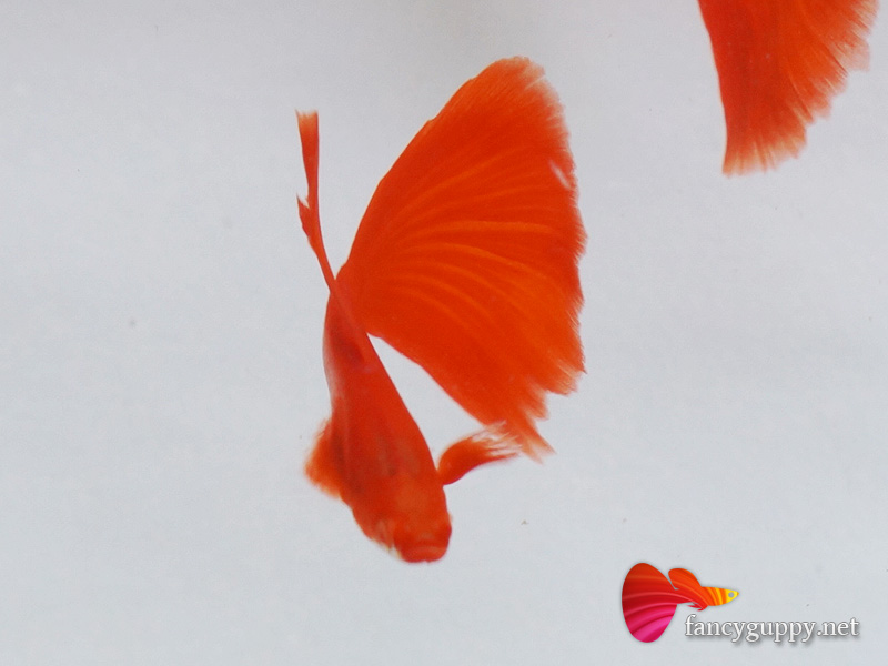 albino-full-red-guppy-fish-4