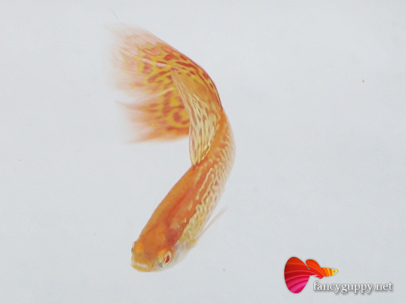 albino-yellow-cobra-guppy-fish-2