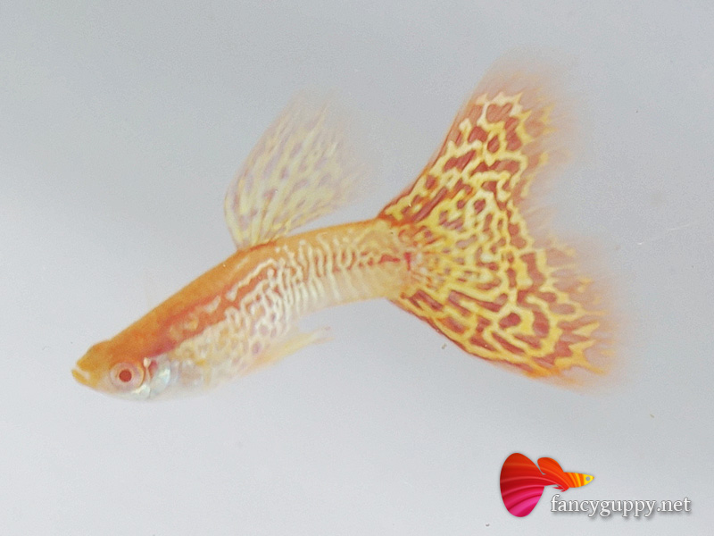 albino-yellow-cobra-guppy-fish-3