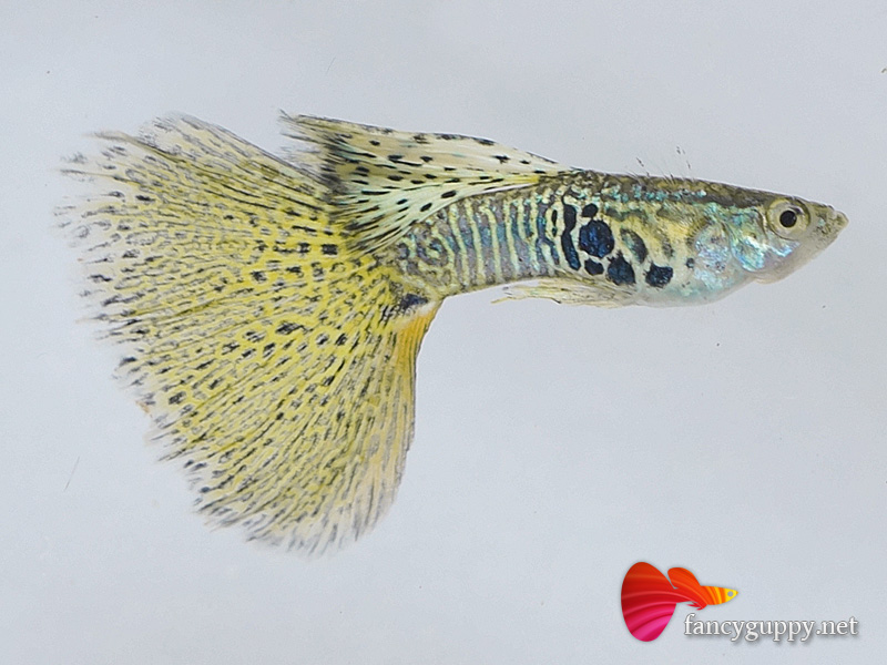 albino-yellow-king-cobra-guppy-fish-1
