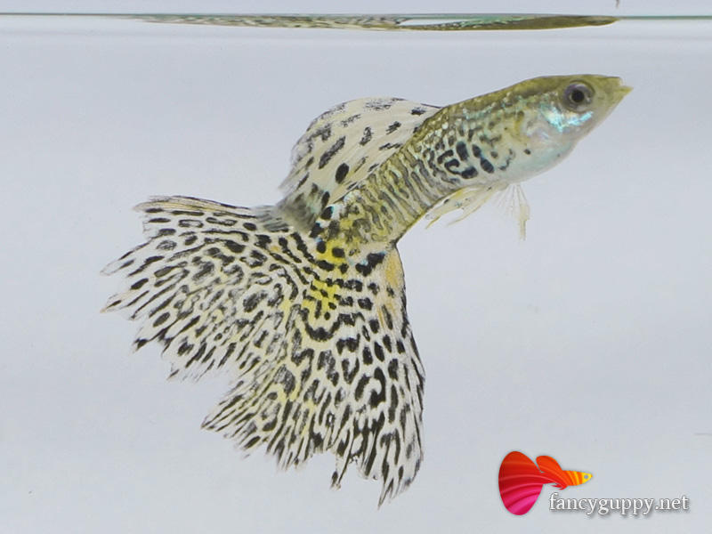 albino-yellow-king-cobra-guppy-fish-2