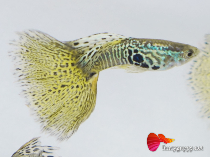 albino-yellow-king-cobra-guppy-fish-4