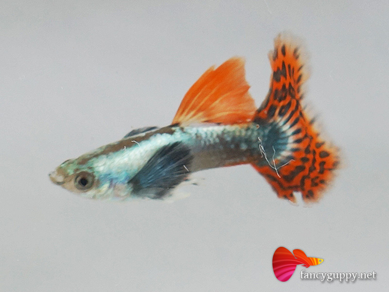 big-ear-guppy-fish-4