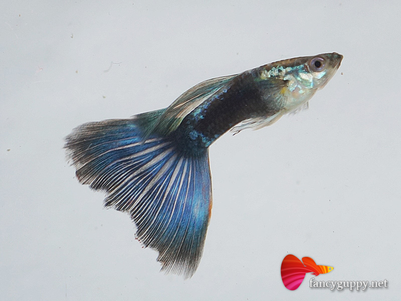 blue-tuxedo-guppy-fish-4
