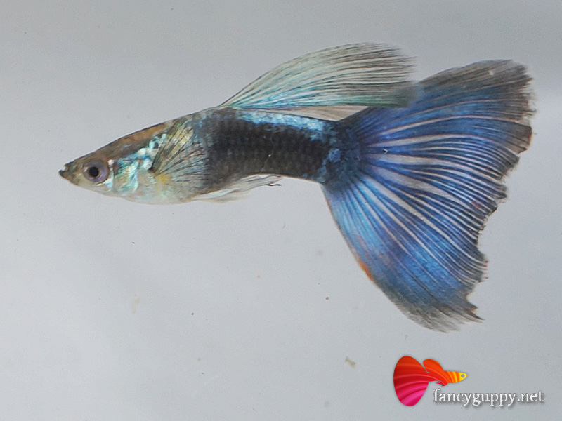 blue-tuxedo-guppy-fish-5