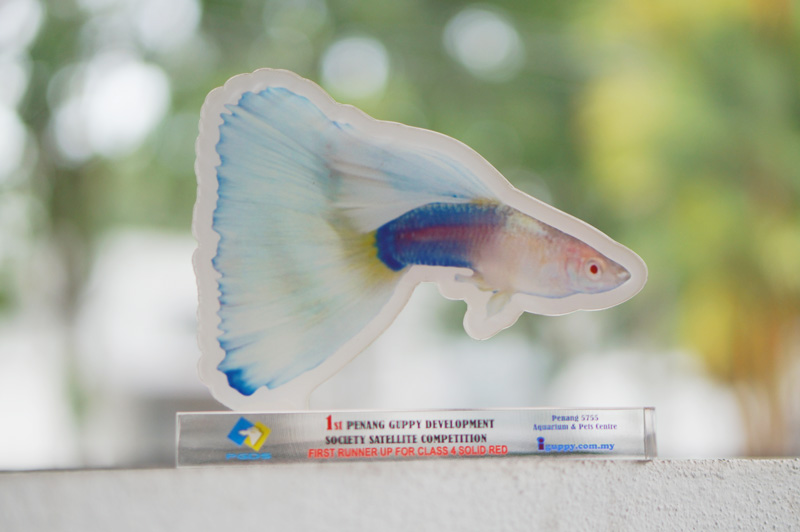 guppy-award-1