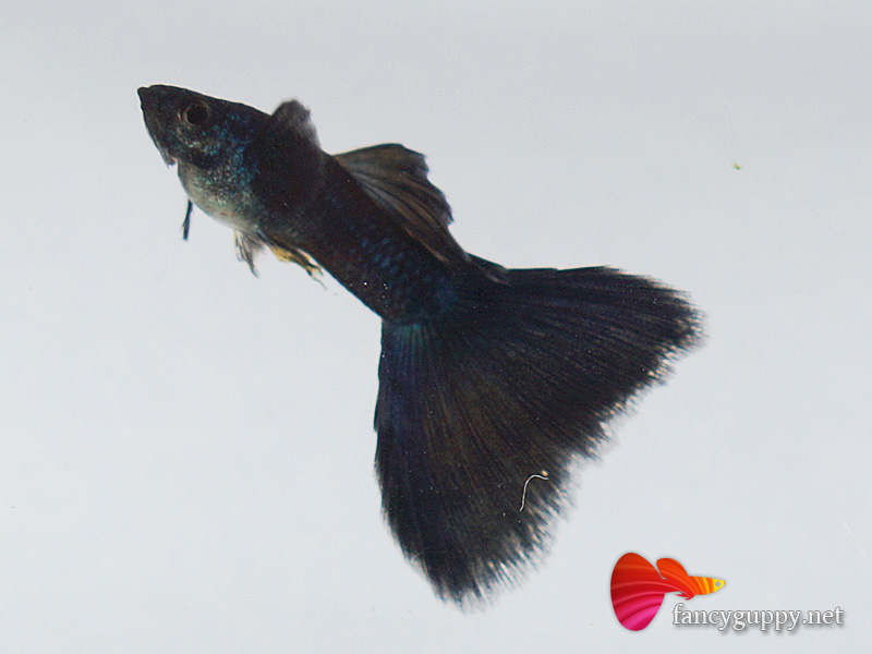 moscow-blue-guppy-fish-4