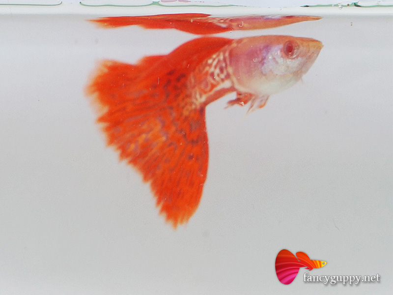 red-lace-guppy-fish-4
