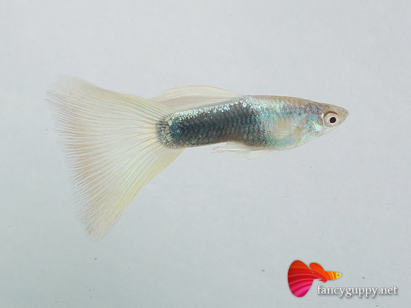 yellow-tuxedo-guppy-fish-1