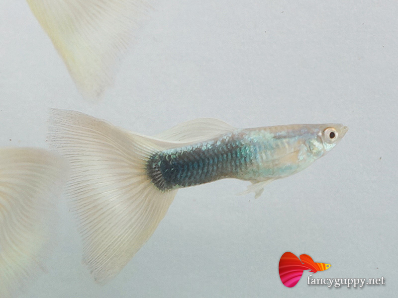 yellow-tuxedo-guppy-fish-4