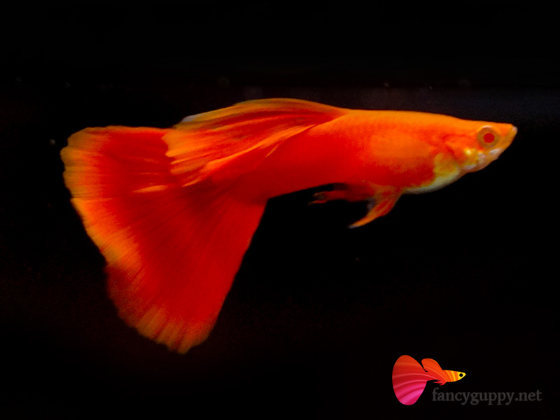 albino-full-red-guppy-fish-01