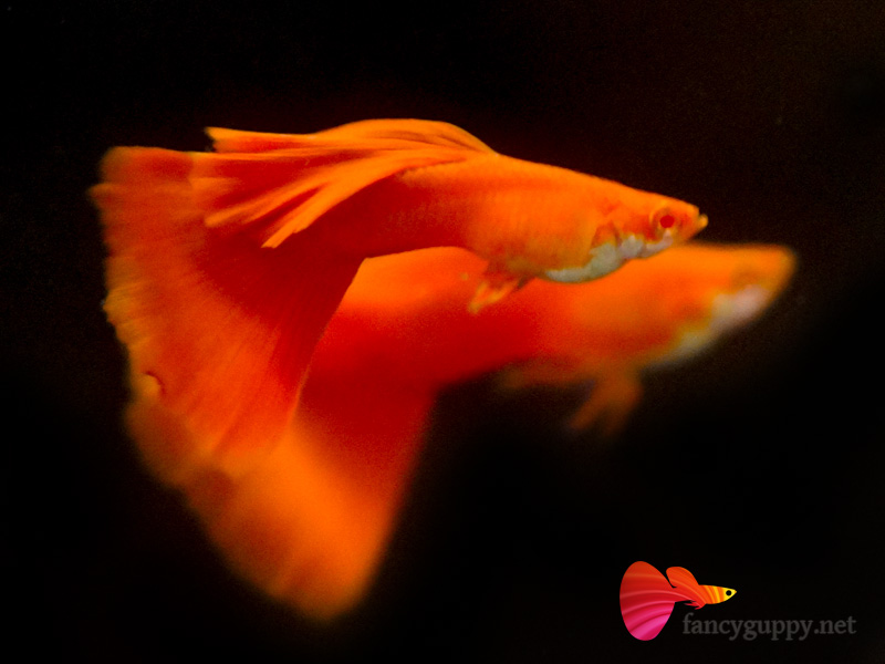 albino-full-red-guppy-fish-02