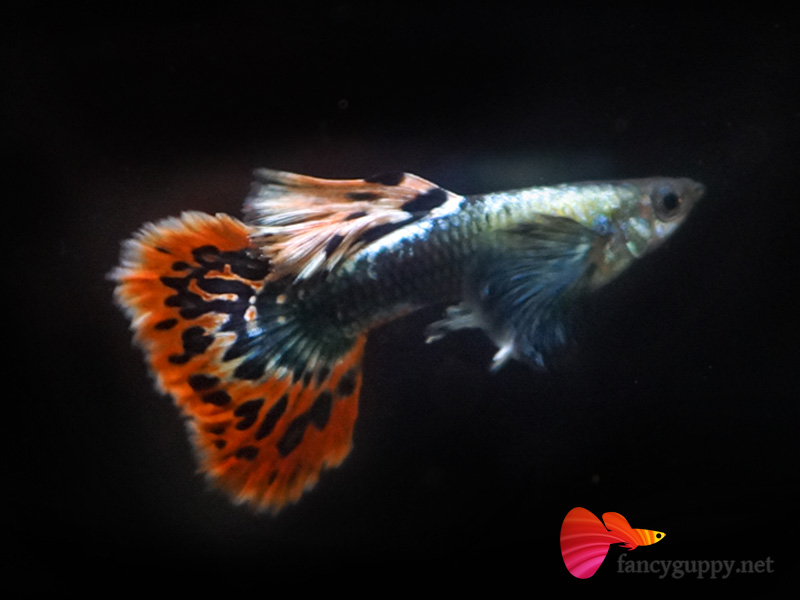 big-ear-guppy-fish-02