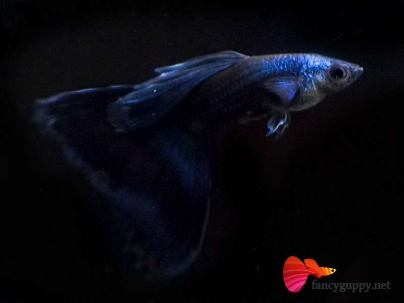 moscow-blue-guppy-fish-01