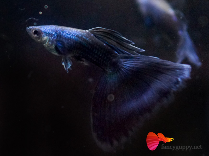 moscow-blue-guppy-fish-02
