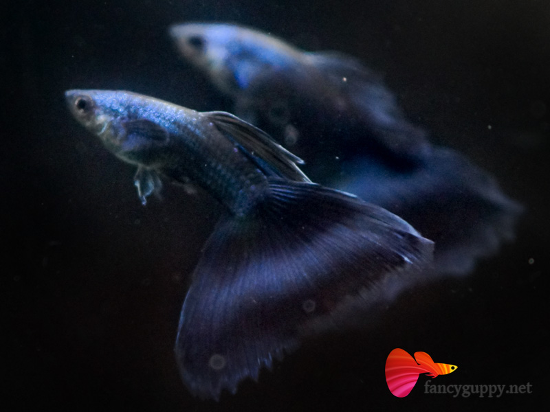 moscow-blue-guppy-fish-03