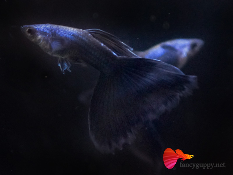 moscow-blue-guppy-fish-04